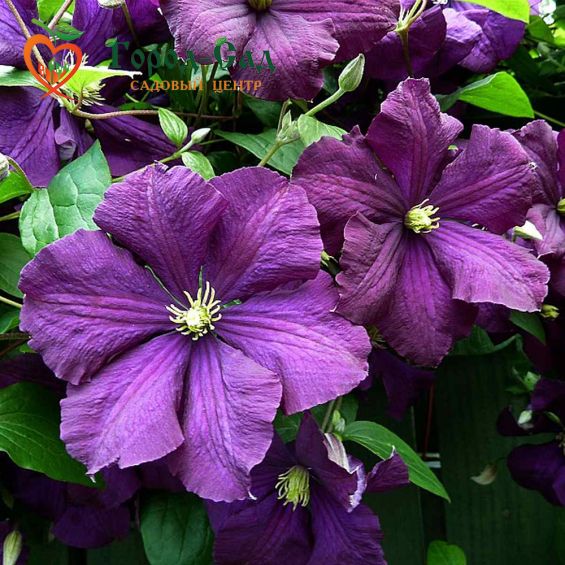Клематис крупноцветковый Этуаль Виолетт
