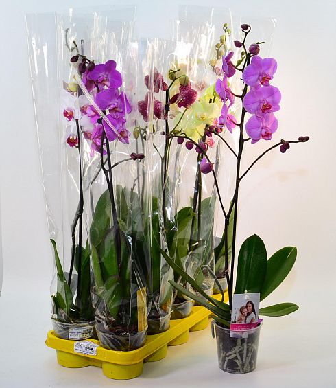 Орхидея Specials